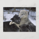 Pesquisar por lobo neve cartoes postais Natureza