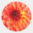 Pesquisar por selo alaranjado da flor Amarelo