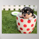 Pesquisar por cão do teacup Para todos