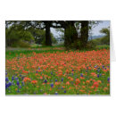 Pesquisar por pincel indiano Wildflowers