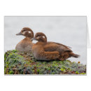 Pesquisar por algas cartoes Aves