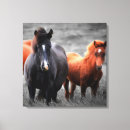 Pesquisar por cavalos preto e branco impressão de canvas Garanhão