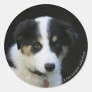 Pesquisar por filhote cachorro border collie adesivos Fotógrafo canino