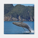 Pesquisar por whale imas Alaska