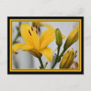 Pesquisar por lilly cartoes postais Lillies