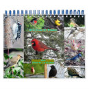 Pesquisar por jay calendarios Vida selvagem