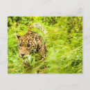 Pesquisar por gato selvagem cartoes postais Natureza