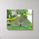 Pesquisar por pavões impressão de canvas Pavão