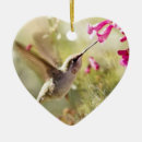 Pesquisar por colibris ornamentos Natureza