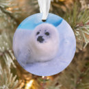 Pesquisar por foca ornamentos Filhote de foca