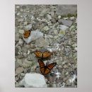 Pesquisar por black wings Butterflies