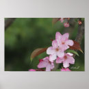 Pesquisar por cópia artes pósteres Rosa