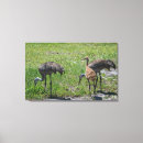 Pesquisar por arte dos do pássaro impressão de canvas Fotografia dos animais selvagens