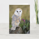 Pesquisar por coruja de celeiro horizontal cartoes Pássaro