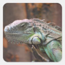 Pesquisar por pele lagarto materiais festa Iguana