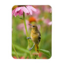 Pesquisar por baltimore imas Oriole de baltimore