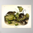 Pesquisar por rato marrom pósteres Ilustração