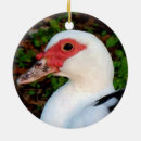 Pesquisar por pato branco ornamentos Animal