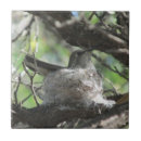 Pesquisar por ninho dos pássaros azulejos Natureza