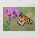 Pesquisar por butterfly cartoes postais Floral