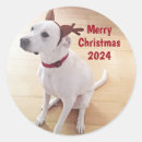 Pesquisar por natal cão adesivos Cãozinho