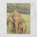 Pesquisar por elefante indiano cartoes postais Corbett