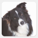 Pesquisar por collie adesivos Cachorros