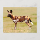 Pesquisar por cão selvagem africano cartoes postais Dia