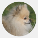 Pesquisar por pomeranian adesivos Loulou
