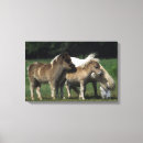 Pesquisar por potro impressão de canvas Miniatura