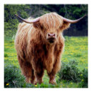 Pesquisar por vaca escocesa pósteres Vacas