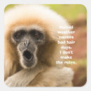 Pesquisar por macacos engraçados adesivos Para todos