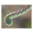 Pesquisar por encaracolado pósteres Verde