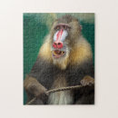 Pesquisar por o melhor macaco Qualquer pessoa