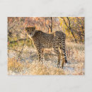 Pesquisar por manchas cartoes postais Animal selvagem