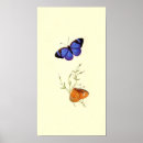 Pesquisar por borboleta azul e preta artes pósteres Asas