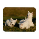 Pesquisar por terrier do westie imas Animal