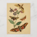 Pesquisar por entomologia cartoes postais Besouro