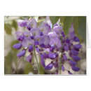 Pesquisar por glicínias cartoes postais Flores