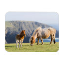 Pesquisar por mare imas Rancho