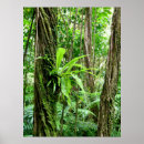 Pesquisar por floresta tropical Samambaia