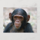 Pesquisar por chimpanzé pequeno Chimpanzés