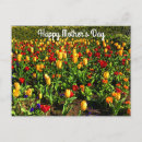 Pesquisar por tulips cartoes postais Para todos