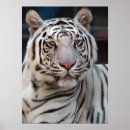 Pesquisar por olhos do tigre pôsteres pósteres Bengal