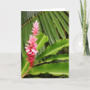 Pesquisar por ginger cartoes Rosa