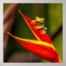 Pesquisar por foto do sapo pôsteres pósteres Vida selvagem