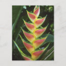 Pesquisar por heliconia cartoes postais Tropical