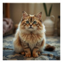 Pesquisar por gato persa pósteres Engraçado