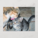 Pesquisar por gatinho bebê cartoes postais Fofofo