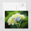 Pesquisar por hydrangea cartoes postais Hidrangea